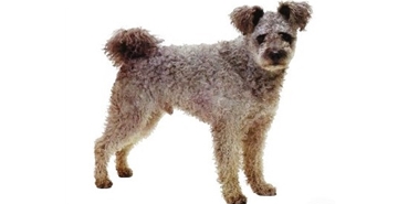 Pasma: Pumi