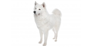 Pasma: Samojed