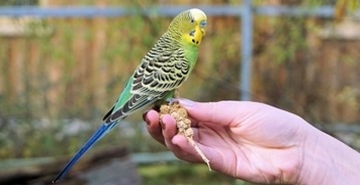 Ustrezna prehrana ptic