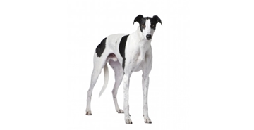 Pasma: Veliki angleški hrt (Greyhound)