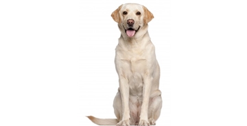 Pasma: Labradorec