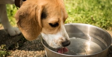 Ali vaš pes spije dovolj vode? Znaki dehidracije!