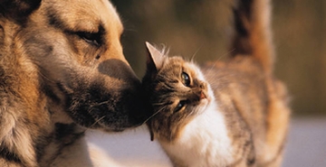 Prijateljstvo med psom in  mačko