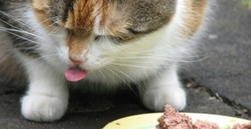 Surova prehrana za mačke