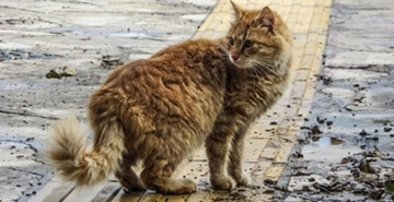 Sterilizacija in kastracija mačk
