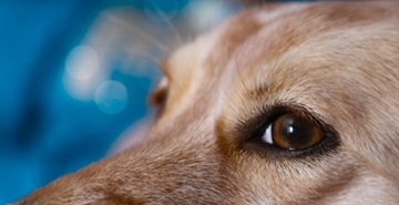 Rdeči madeži pod pasjimi očmi in kako jih preprečiti?