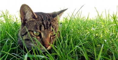 Koristi mačje trave