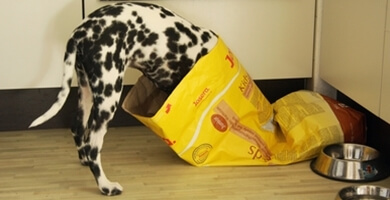 Kako pravilno prebrati deklaracijo na embalaži pasje hrane?