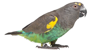 Mayerjeva papiga - Poicephalus Meyeri