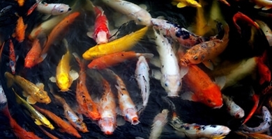Prehrana rib v okrasnem ribniku
