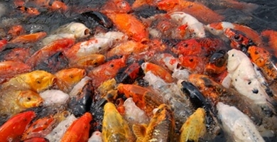 Koi krap - Cyprinus rubrofuscus