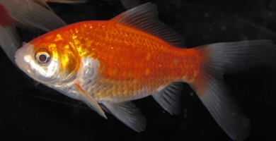 Zlata ribica - Carassius auratus