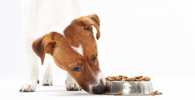 Mešanje različnih vrst pasje hrane