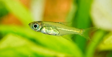 Kubotajeva razbora (Microdevario kubotai)
