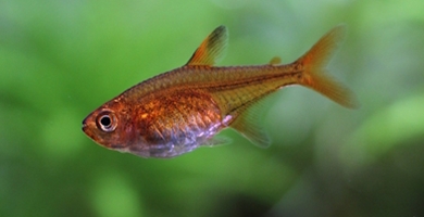 Pritlikava rdeča tetra (Hyphessobrycon amandae)