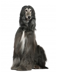 Afgan Hound (Tazi)