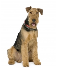 Airedale Terrier (Waterside Terrier) (Bingley Terrier)