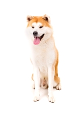 Akita inu (Akita) (Japanese Akita)