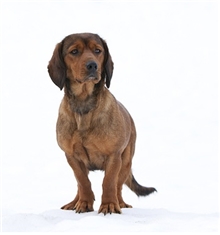 Alpine Dachsbracke (Alpenländische Dachsbracke) (Basset des Alpes)