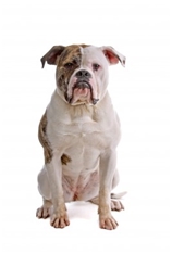 American Bulldog (Old Country Bulldog)