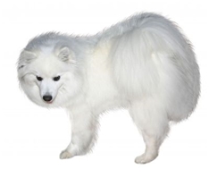 American Eskimo Dog (Miniature)