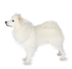 American Eskimo Dog (Standard)