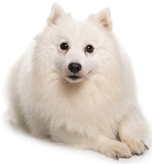 American Eskimo Dog (Toy)
