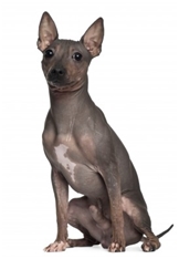 American Hairless Terrier