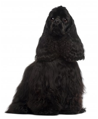 American Cocer Spaniel