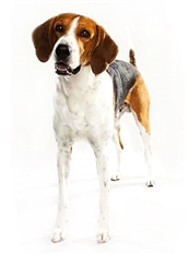 American Foxhound