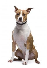 American Staffordshire Terrier