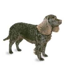 American Water Spaniel