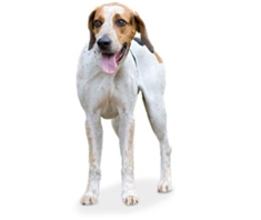 English Foxhound