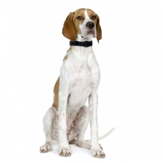Pointer (English Pointer)