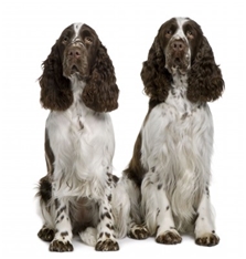 English Springer Spaniel