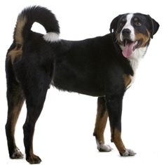Appenzell Mountain Dog (Appenzell Cattle Dog) (Appenzeller Sennenhund)