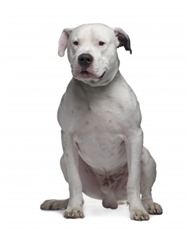 Argentine Dogo (Dogo Argentino) (Argentinian Mastiff)