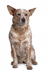 Australian Cattle Dog