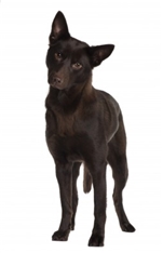 Australian Kelpie