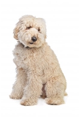 Labradoodle (Australian Labradoodle)