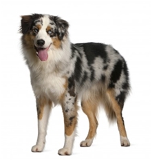 Australian Shepherd