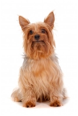 Silky Terrier (Sydney Terrier) (Australian Silky Terrier) (Silky Toy Terrier)