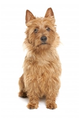 Australian Terrier