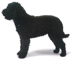 Barbet (French Water Dog)