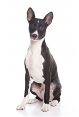 Basenji (Congo Dog)