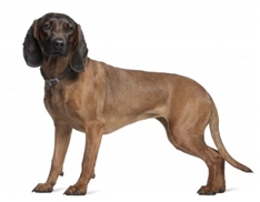 Bavarian Mountain Scenthound (Bayrischer Gebirgsschweisshund)