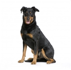 Beauceron (Berger de Beauce, Bas Rouge)