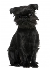 Griffon Belge (Brussels Griffon)