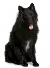 Belgian Shepherd - Groenendael