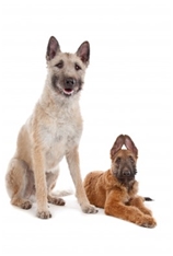 Belgian Shepherd - Laekenois